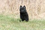 SCHIPPERKE 374